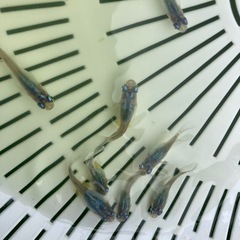 深海３匹