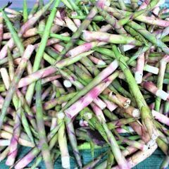 天然根曲がり竹　好評につき完売致しました。の画像