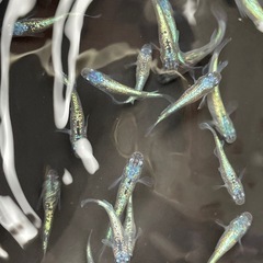 メダカ　ネプチューン　選別外　5匹　予約可能  サバンナ様血統の画像