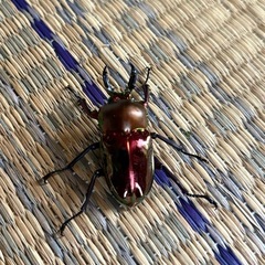 ニジイロクワガタ販売中‼️