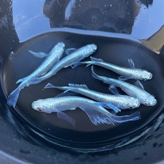 めだか5匹セット✨プラチナ✨の画像