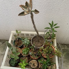 本日限定☆多肉植物おまとめの画像