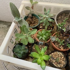 本日限定☆多肉植物おまとめの画像