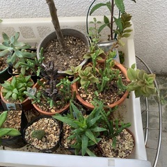 本日限定☆多肉植物おまとめの画像
