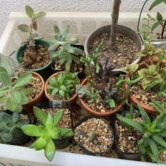 本日限定☆多肉植物おまとめの画像