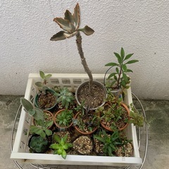 本日限定☆多肉植物おまとめの画像
