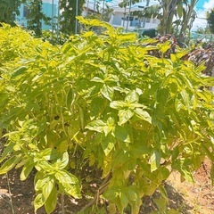 大株　バジル　苗
の画像