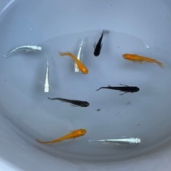 めだかMIX🎆10匹セットの画像