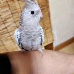 オカメインコWFホワイトパイド