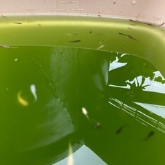 みっくすめだか(R7生)(幼魚)30匹