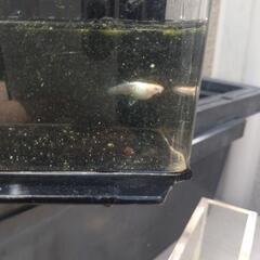 メダカの画像