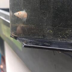 メダカの画像