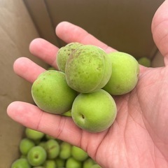22日朝、農家収穫、 無農薬の梅をお安く！青梅、梅干し。梅ジュー...