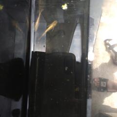 メダカの画像