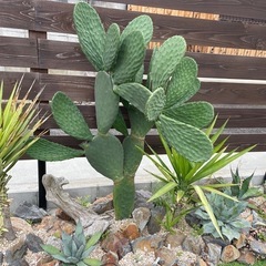 うちわサボテン🌵