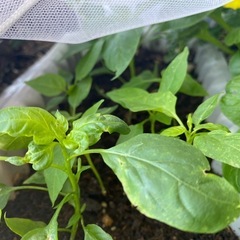 唐辛子　　苗　２苗　野菜　植物　園芸