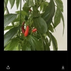 唐辛子　　苗　２苗　野菜　植物　園芸