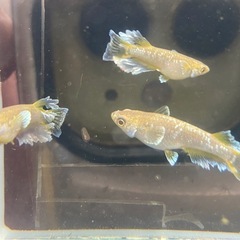 フロマージュ！　稚魚〜若魚　メダカの画像