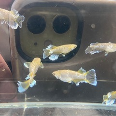 フロマージュ！　稚魚〜若魚　メダカの画像