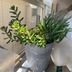 ランキングキーワードに紐づく投稿画像-多肉植物