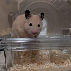ゴールデンハムスターを飼いたい方いませんか