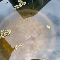 下山メダカ　下山サタン　若魚　10匹の画像