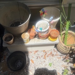 植木鉢譲ります