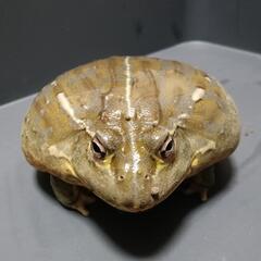 アフリカウシガエル　約10cm 大型個体 飼い込みの画像
