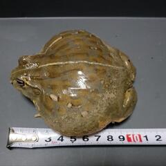 アフリカウシガエル　約10cm 大型個体 飼い込みの画像