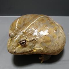 アフリカウシガエル　約10cm 大型個体 飼い込み