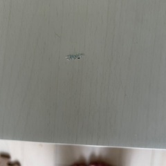 ニトリ　こたつテーブルの画像