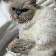 ヒマラヤン