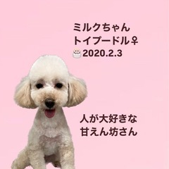 ミルクちゃん☆里親募集中
