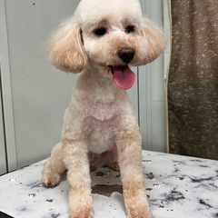 ミルクちゃん☆里親募集中 - 葛城市