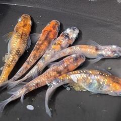 ※格安※【 送料無料 】三色ラメ 稚魚 10匹＋α【 めだかのがおか 】ラメ魂!!【メダカ】【目高】〜メダカライフで癒されちゃおう〜の画像
