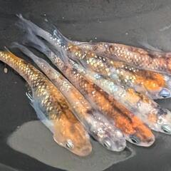 ※格安※【 送料無料 】三色ラメ 稚魚 10匹＋α【 めだかのが...