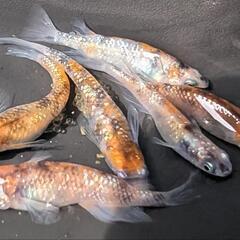 ※格安※【 送料無料 】三色ラメ 稚魚 10匹＋α【 めだかのがおか 】ラメ魂!!【メダカ】【目高】〜メダカライフで癒されちゃおう〜の画像