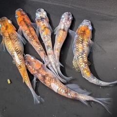 ※格安※【 送料無料 】三色ラメ 稚魚 10匹＋α【 めだかのがおか 】ラメ魂!!【メダカ】【目高】〜メダカライフで癒されちゃおう〜の画像