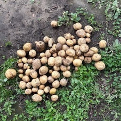 じゃがいも　今朝収穫分