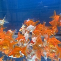 金魚　琉金の画像