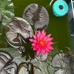 オロチサタン、王華、紅白更砂幼魚　5匹+水草　300円の画像