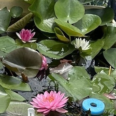 オロチサタン、王華、紅白更砂幼魚　5匹+水草　300円の画像