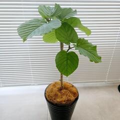 ◼️フィカスウンベラータ◼️高さ80センチ　陶器鉢カバー付　観葉植物