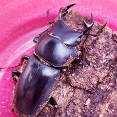 リュウキュウコクワガタ♂1♀2(3頭)！