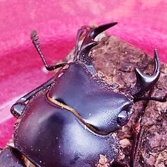 リュウキュウコクワガタ♂1♀2(3頭)！の画像