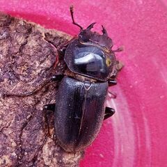 リュウキュウコクワガタ♂1♀2(3頭)！の画像