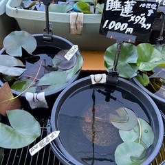 睡蓮はじめました　ミックスメダカ幼魚　6匹+水草  300円　ヌマエビもありますの画像