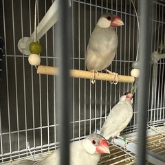 シルバー文鳥・ライトシルバー文鳥