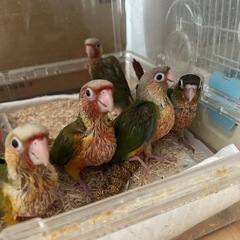 ウロコインコ シーズン最終の雛 SALE中