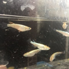 お話中めだか松井ヒレ長ヒミツヘイキメダカの画像